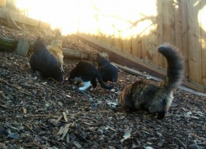 Cats and chickens living in harmony.